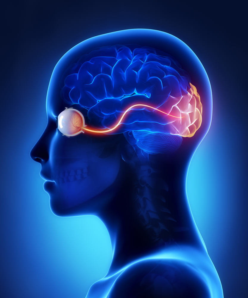 the-optic-nerve-and-its-visual-link-to-the-brain-discovery-eye-foundation