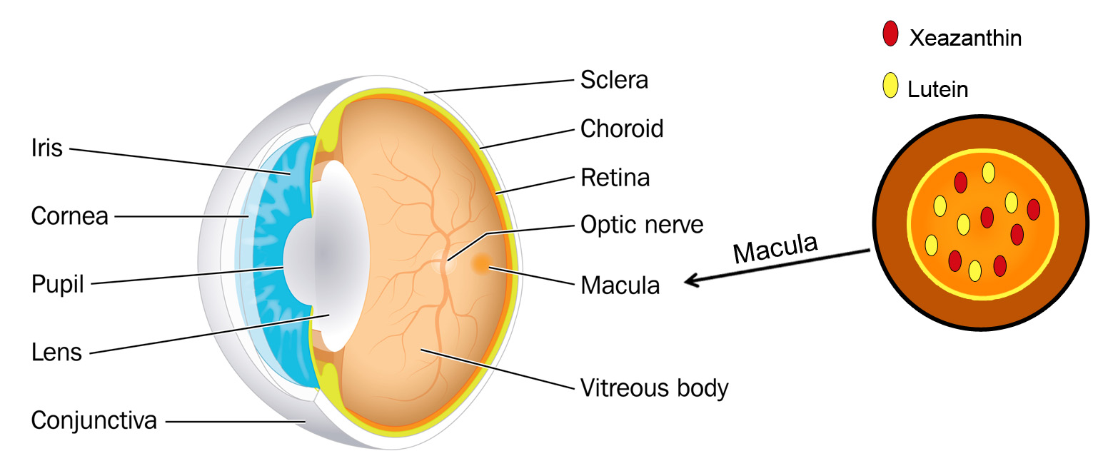 LUTEIN AND ZEAXANTHIN Discovery Eye Foundation