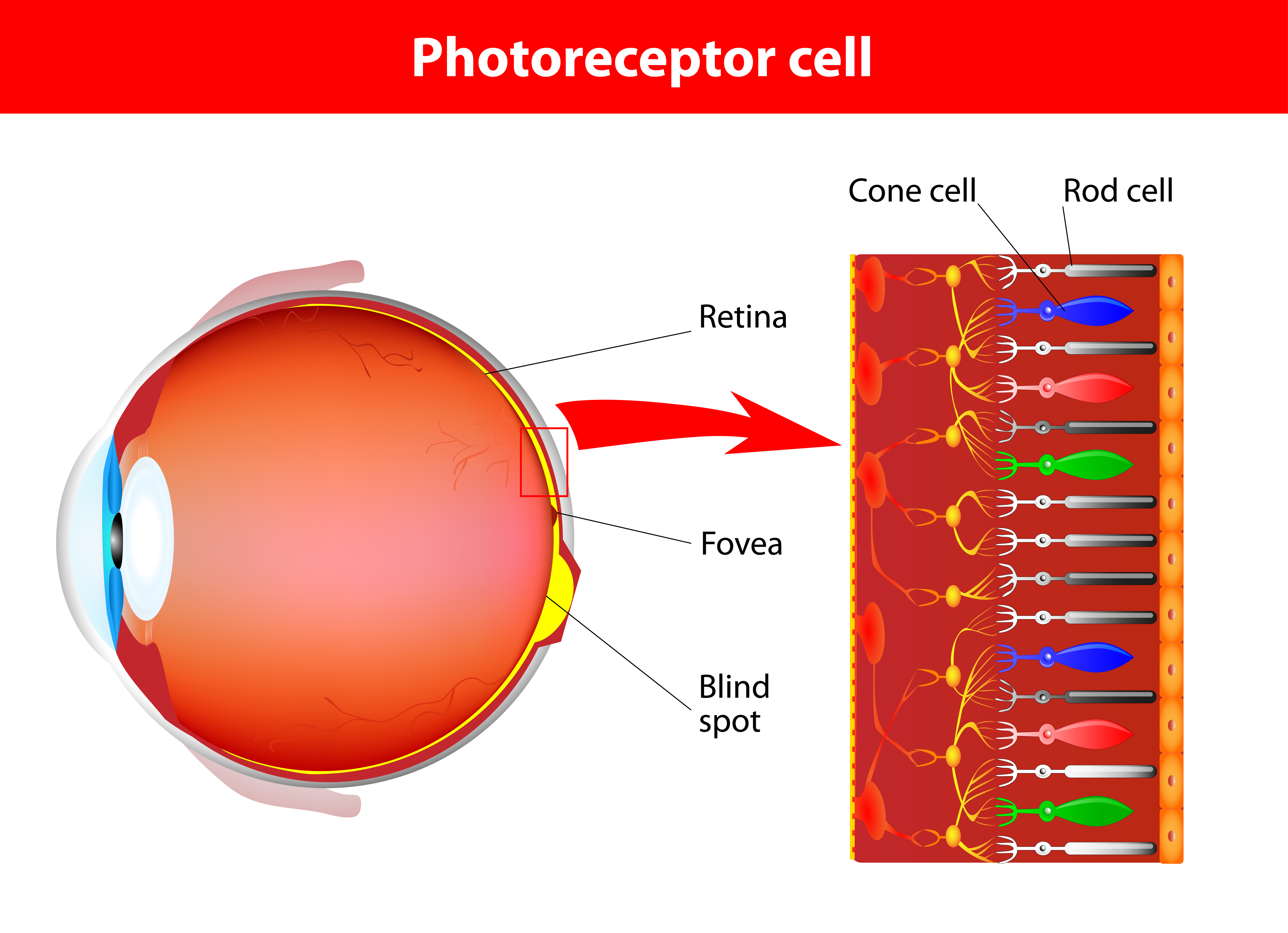 Cone Cell Labeled at Melva Abbott blog