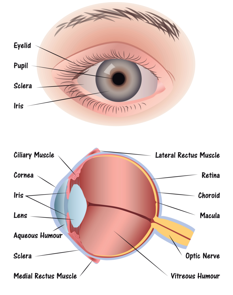 parts of the eye        <h3 class=