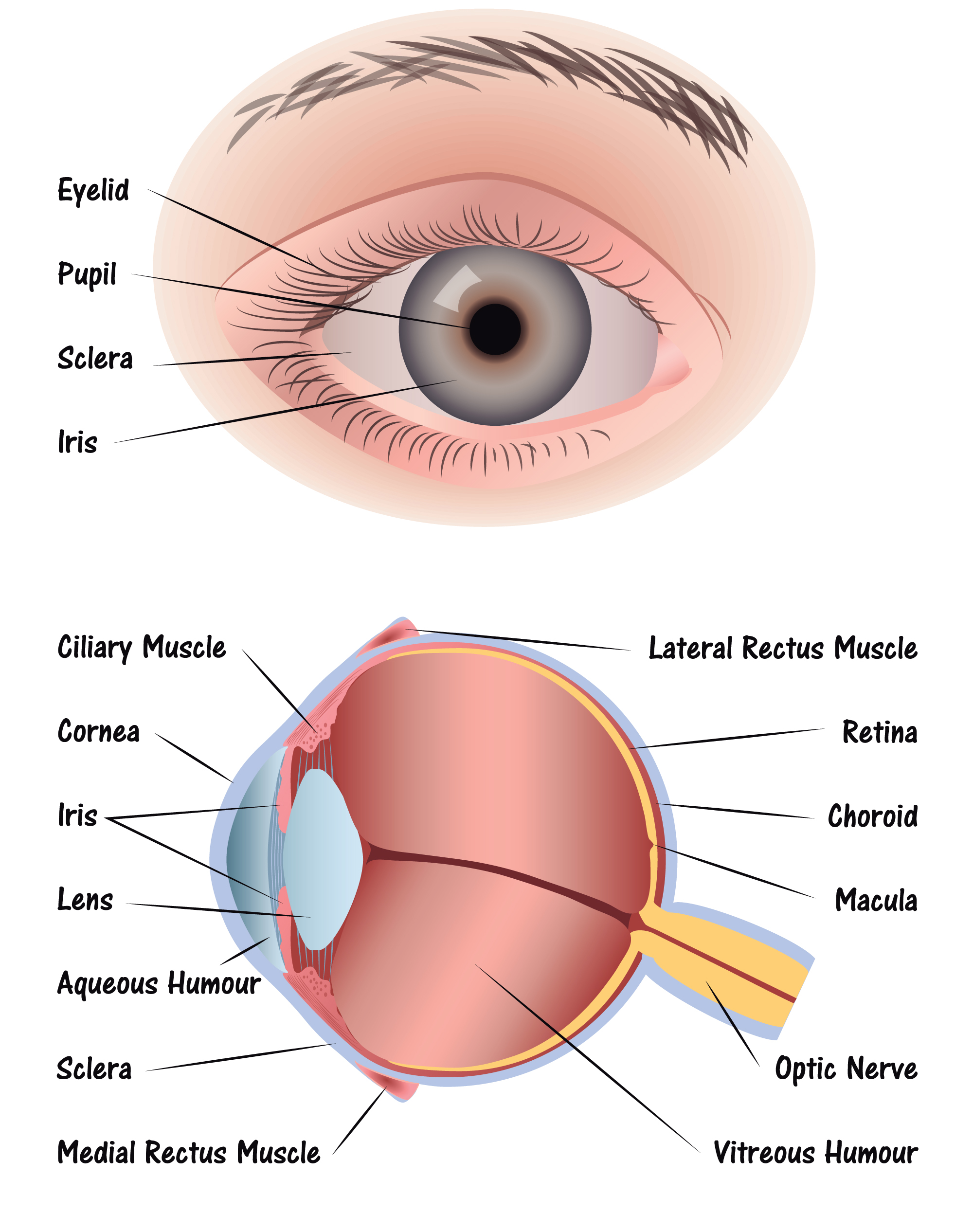 eye structure download free