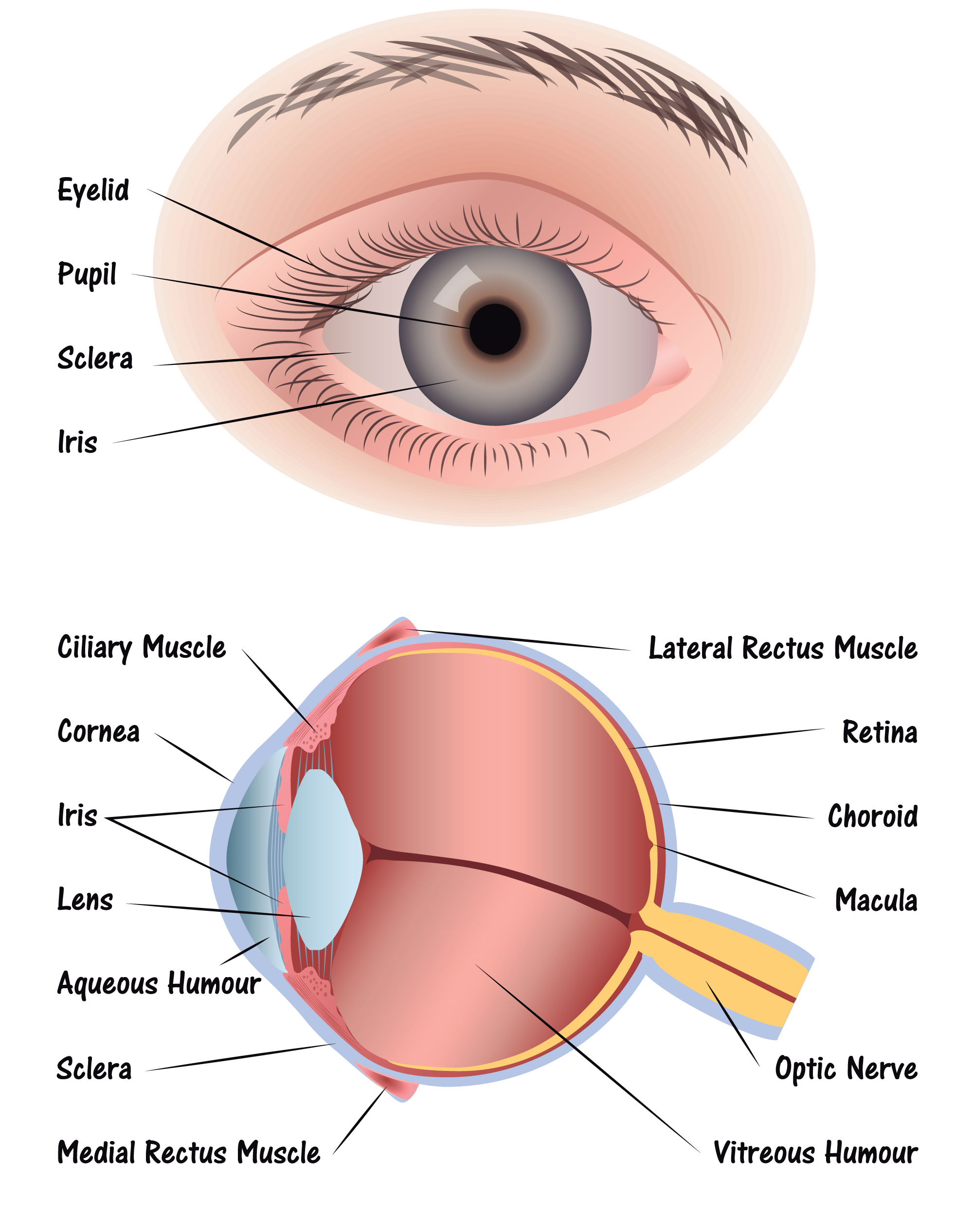 download eye structure for free