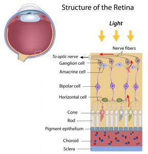 retina and optic nerve