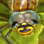 dragonfly eyes - animals with unique eyes