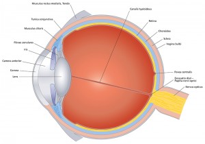 eye exam