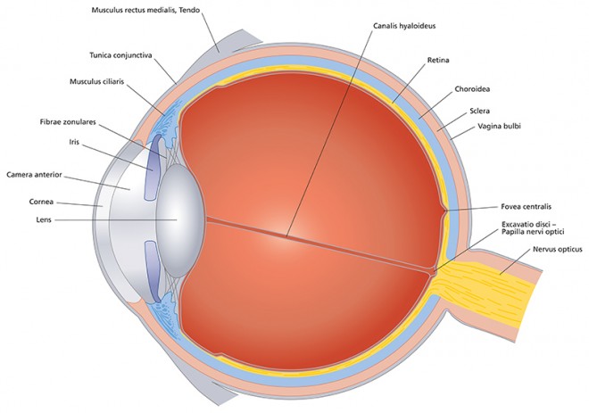 eye cross section - Discovery Eye Foundation