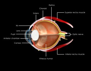 uveitis explained