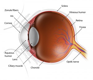 cross section of eye - eye exam